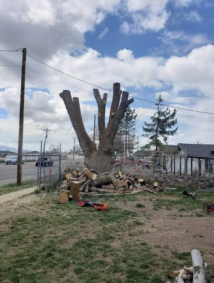 Reliable yard cleanup service in West Haven, UT by C&C Tree Service