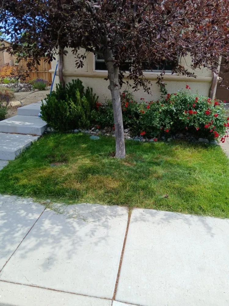 Custom yard maintenance for outdoor upgrades across Spanish Springs, NV - Ccampbell's Service