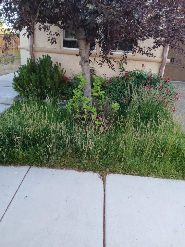 Reliable yard cleanup service in Spanish Springs, NV - Ccampbell's Service