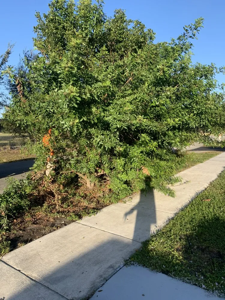 Local landscape design in Lauderdale Lakes, FL - CCC lawn care & Trash Pick-up