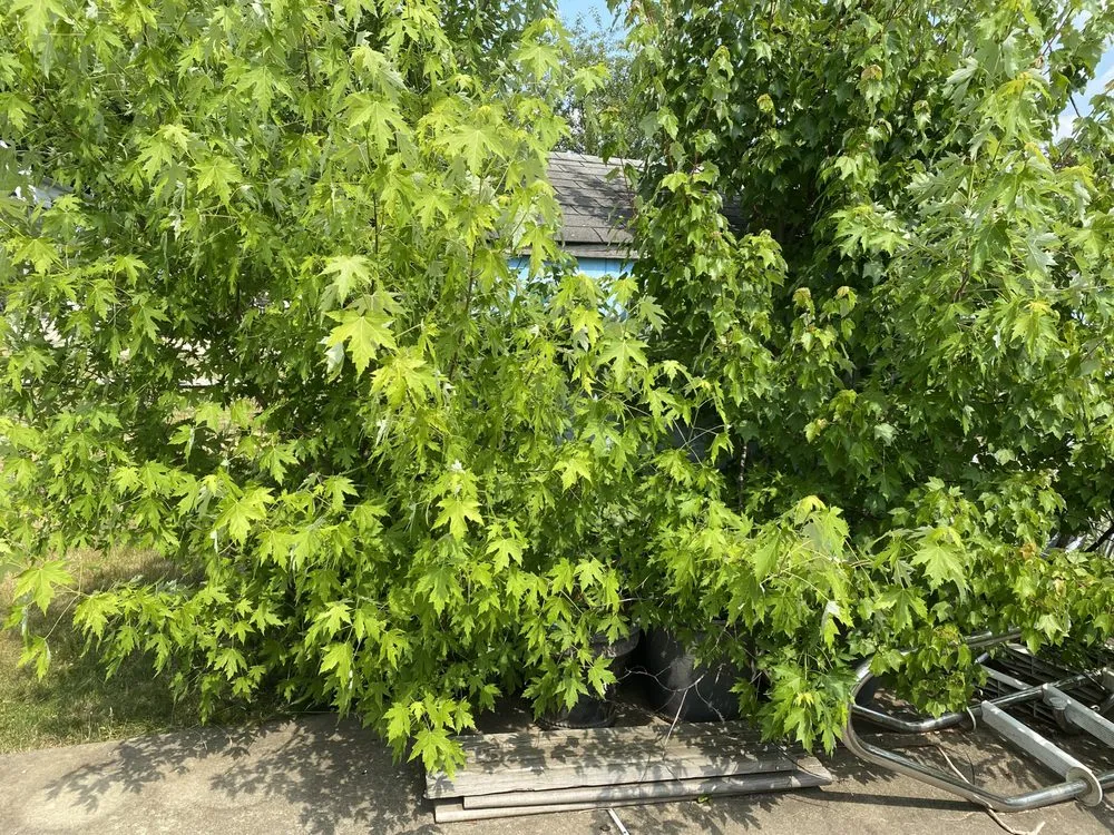 Affordable outdoor landscaping in Westampton, NJ by CCE Lawn Care