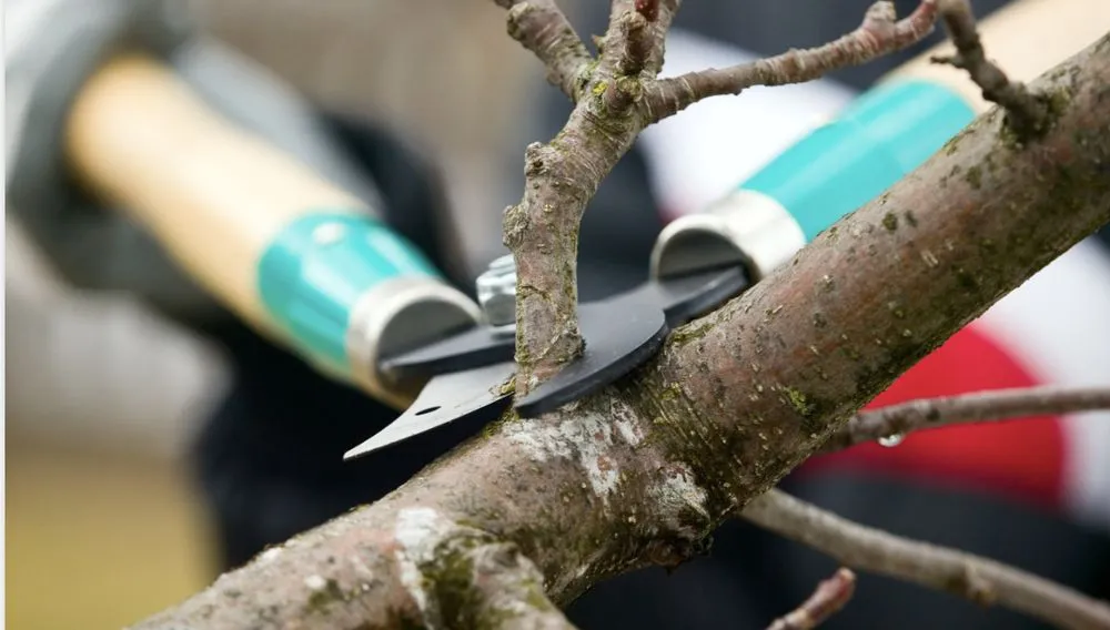 Top-rated yard cleanup service in Miami, FL by CCH Lawn Care