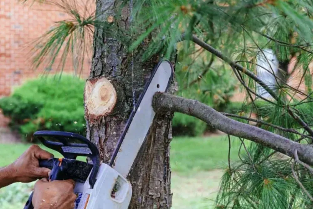 Top-rated lawn mowing service experts serving Miami, FL - CCH Lawn Care