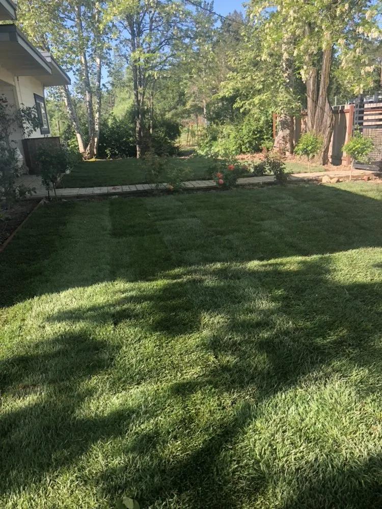 Expert yard cleanup service experts serving Cotati, CA - CCK Landscaping