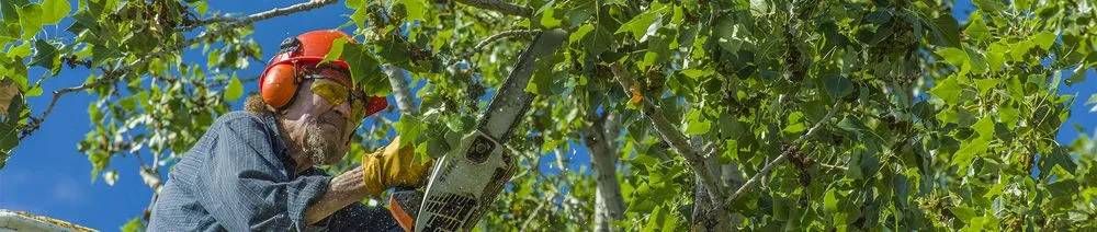 Professional lawn care service in Waldorf, MD by CCL Landscaping