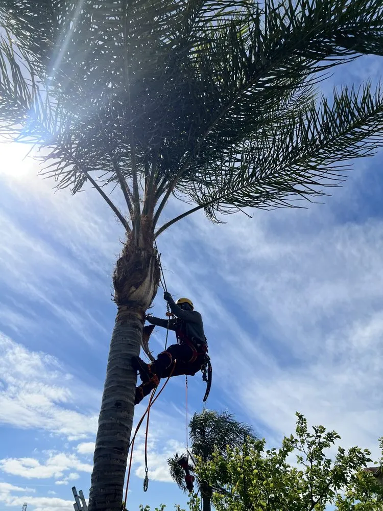 Trusted landscaping services in Oakley, CA - CCL Trees Services