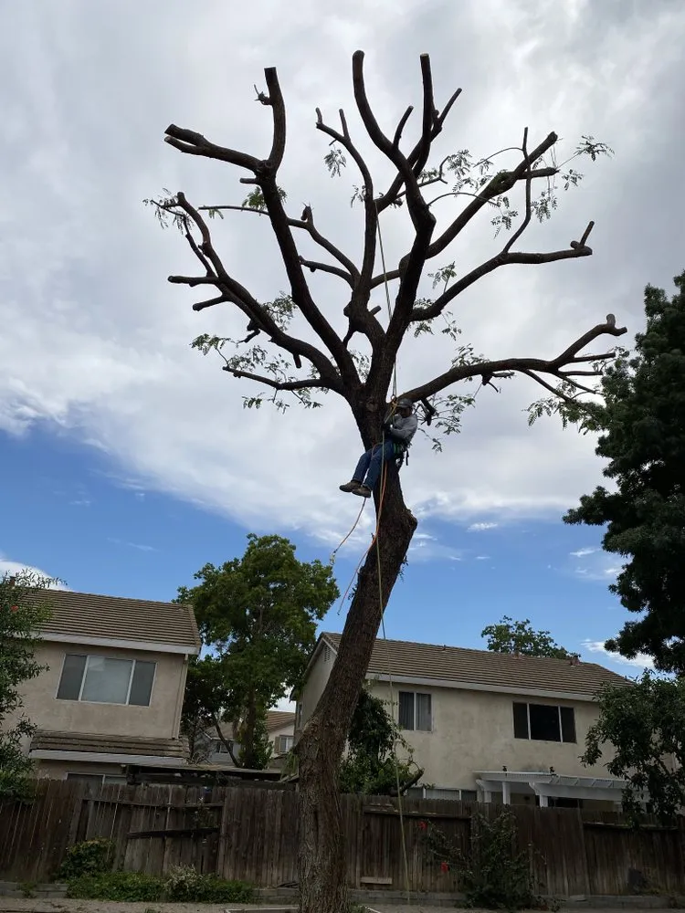 Professional yard cleanup service for outdoor upgrades across Oakley, CA - CCL Trees Services