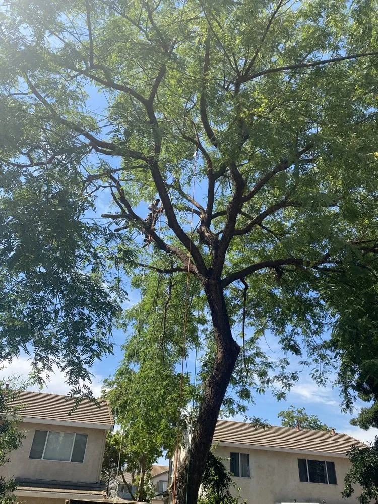 Affordable lawn mowing service in Oakley, CA by CCL Trees Services