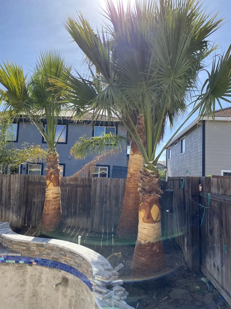 Reliable yard maintenance experts serving Oakley, CA - CCL Trees Services