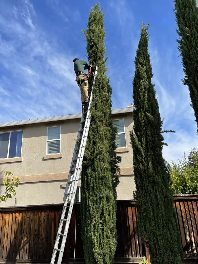 Local yard maintenance for homes in Oakley, CA by CCL Trees Services