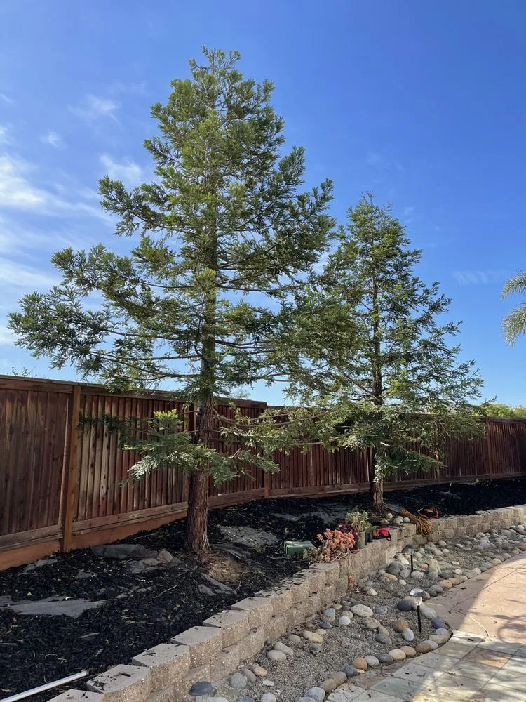 Top-rated landscape installation experts serving Oakley, CA - CCL Trees Services
