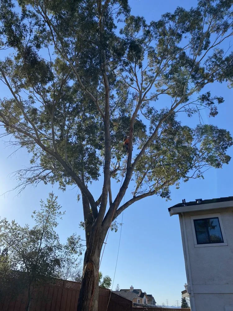 Expert landscaping services in Oakley, CA - CCL Trees Services