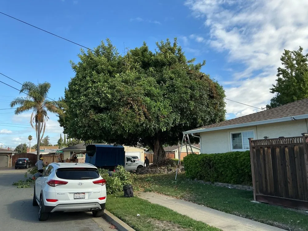 Reliable landscape design in Oakley, CA by CCL Trees Services