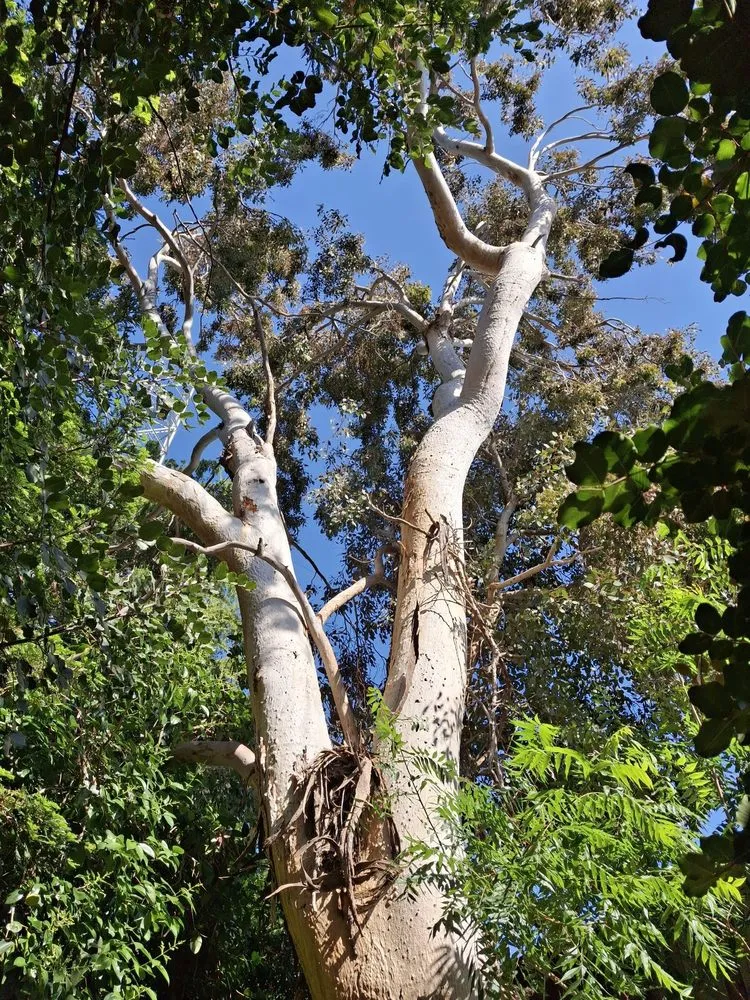 Professional landscape installation in Oakley, CA - CCL Trees Services
