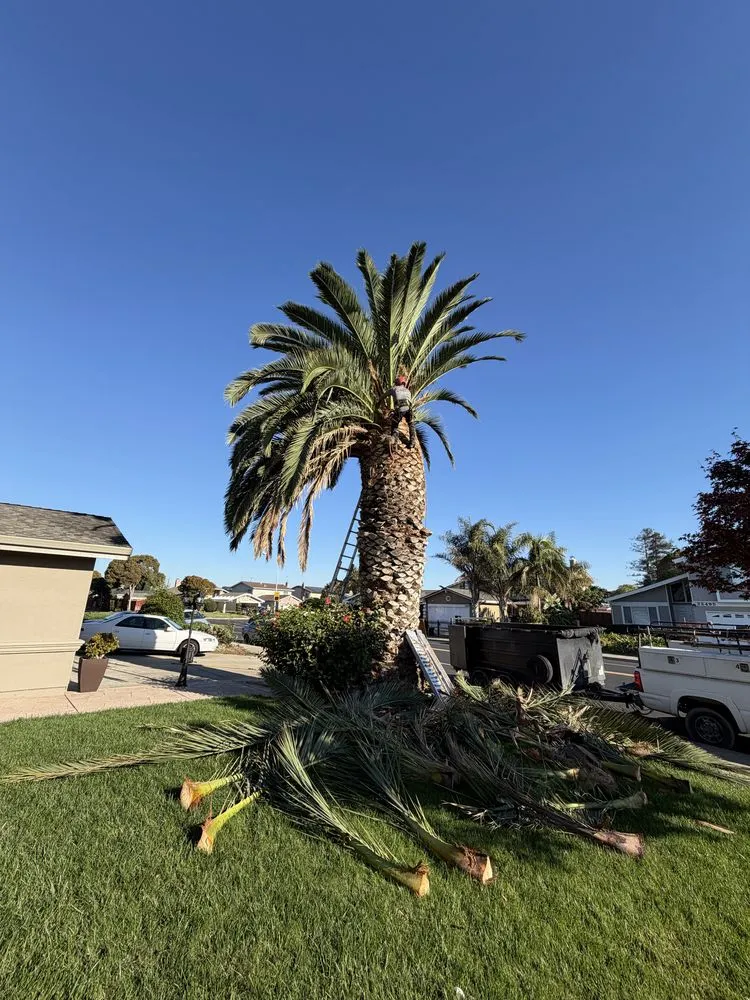 Reliable residential landscaping experts serving Oakley, CA - CCL Trees Services