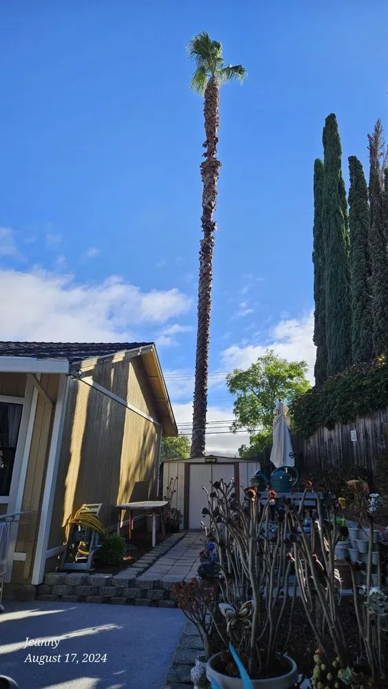 Reliable residential landscaping for year-round maintenance in Oakley, CA by CCL Trees Services