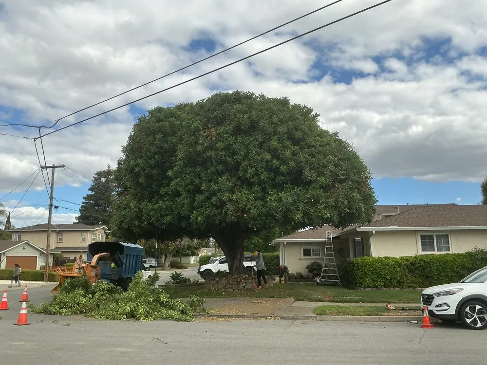 Affordable yard cleanup service in Oakley, CA - CCL Trees Services