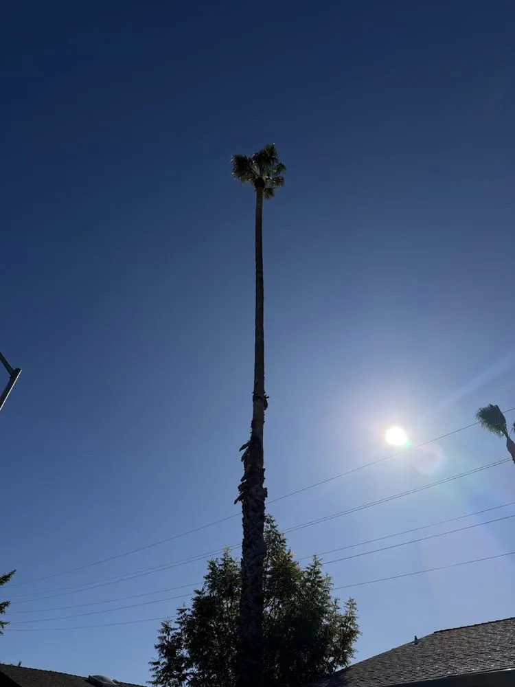 Local lawn mowing service for outdoor upgrades across Oakley, CA - CCL Trees Services