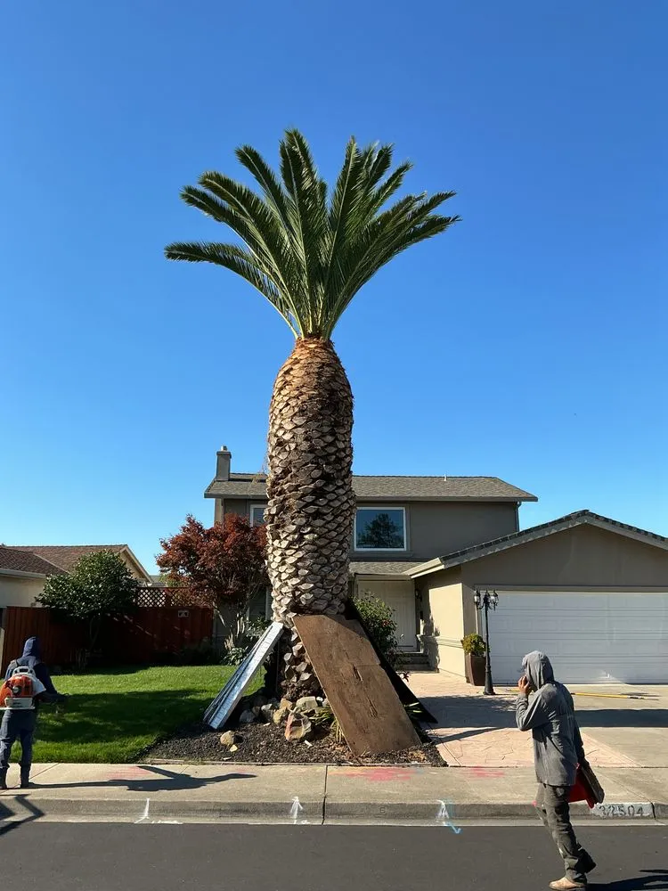 Reliable lawn mowing service for beautiful yards across Oakley, CA - CCL Trees Services