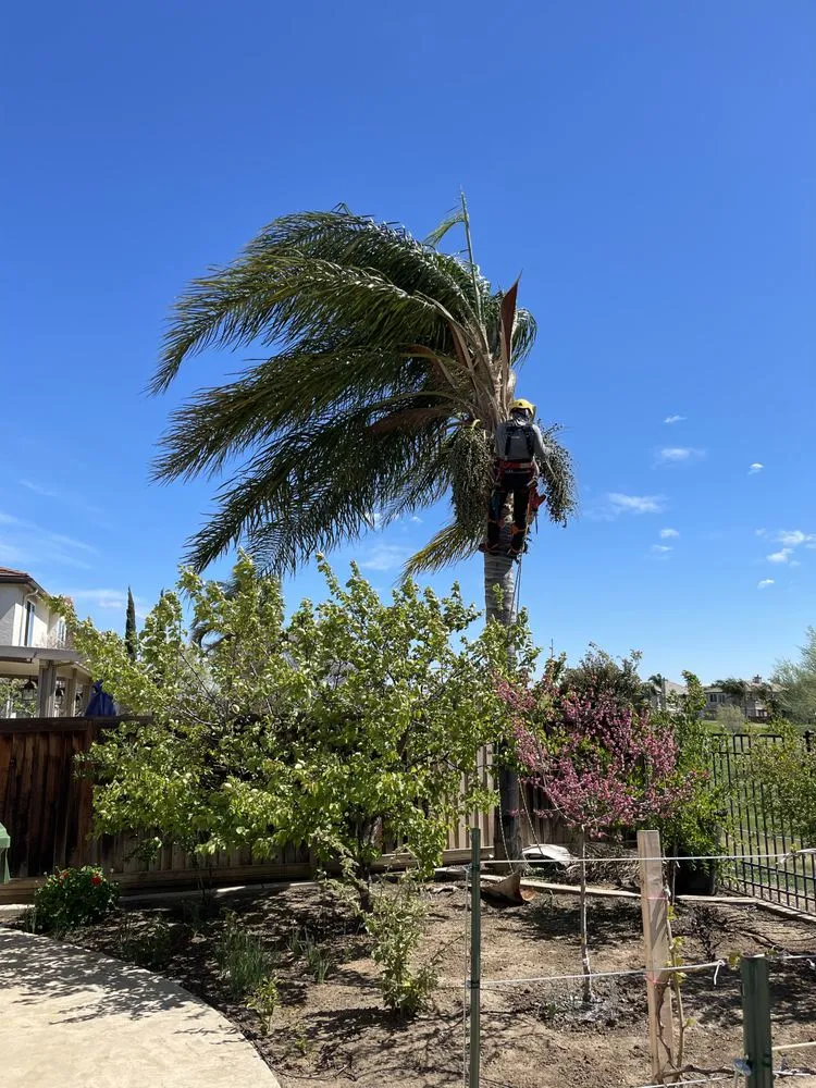 Affordable residential landscaping in Oakley, CA by CCL Trees Services