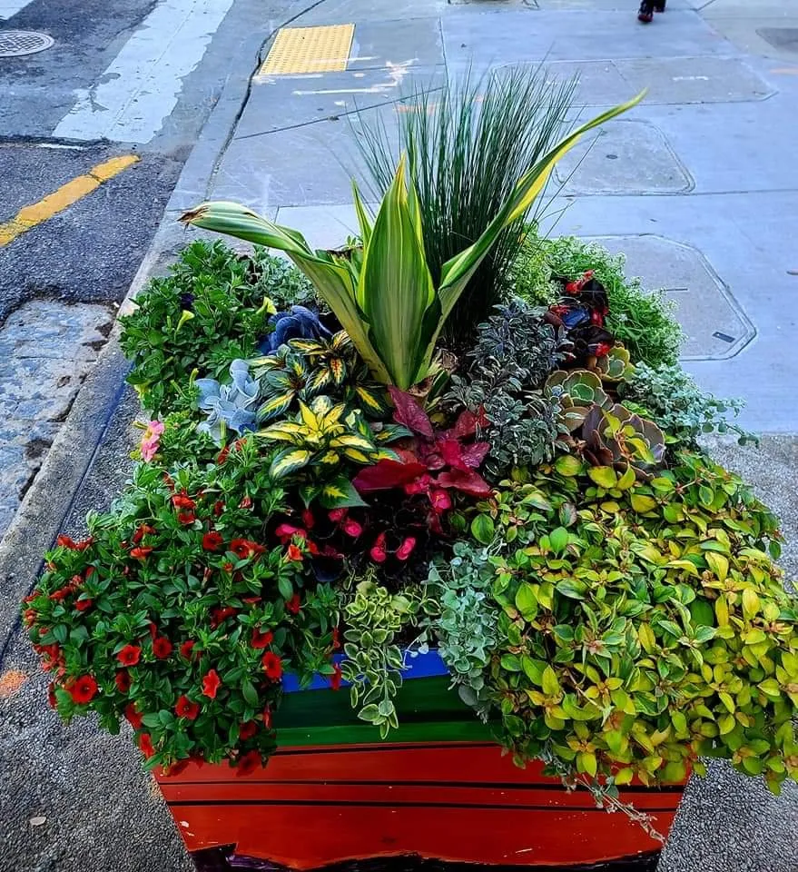 Reliable lawn care service for homes in Meraux, LA by CCNG