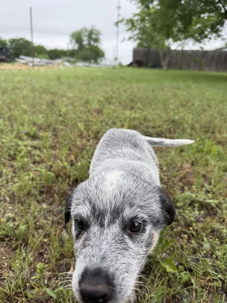 Top-rated lawn care service in Austin, TX - CCR Landscaping