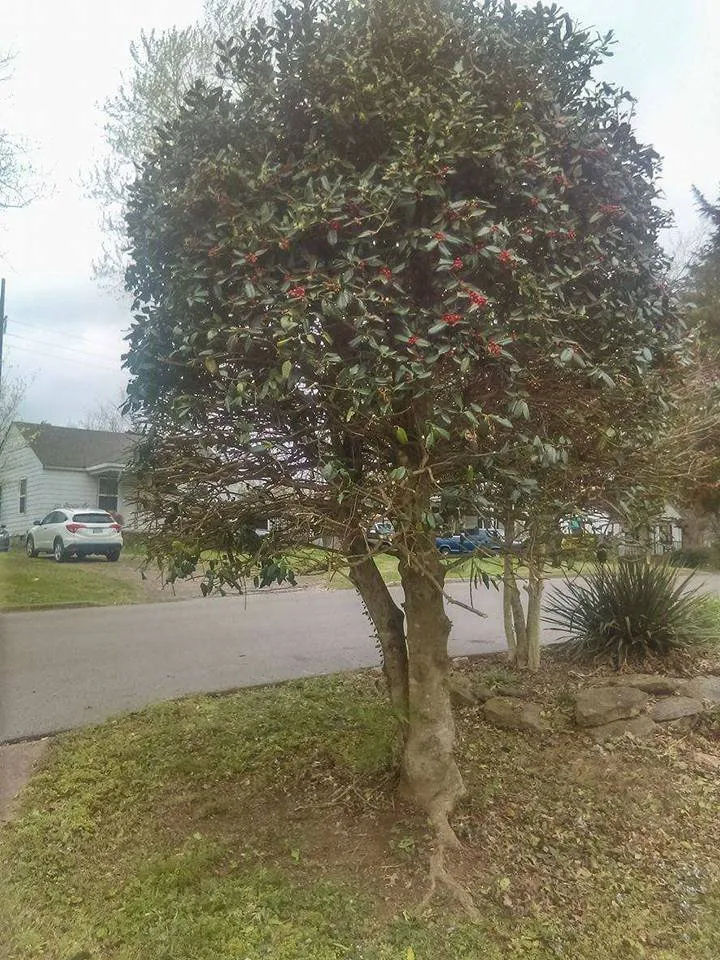 Affordable residential landscaping experts serving Clarksville, TN - CC's Lawn Service