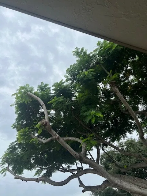 Top-rated landscaping services experts serving Pompano Beach, FL - CC’s Tree Services Landscaping and Stump Grinding