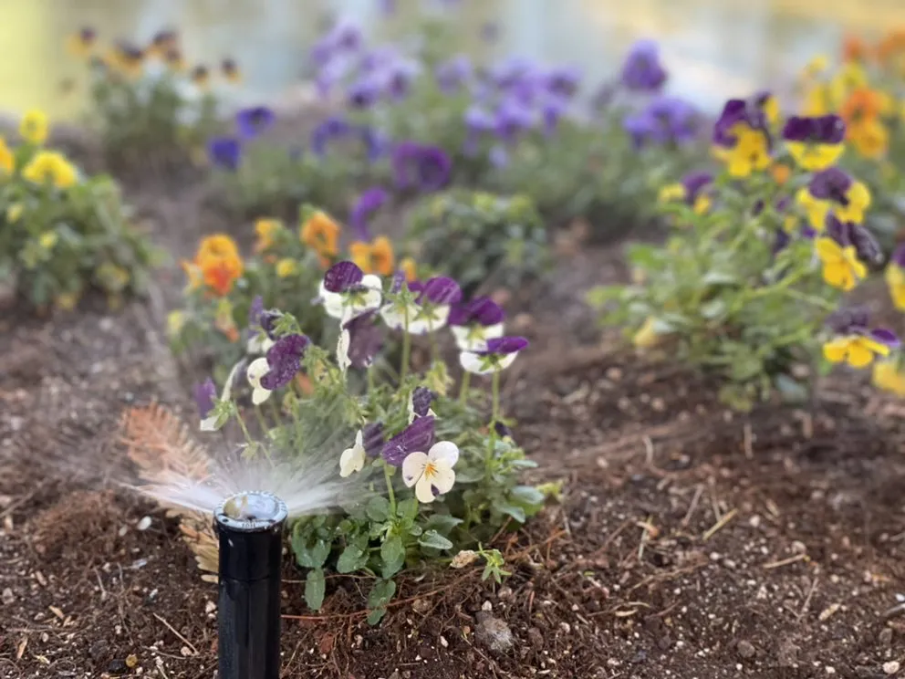 Reliable landscape design for beautiful yards across Walnut Creek, CA - CD GreenWorks