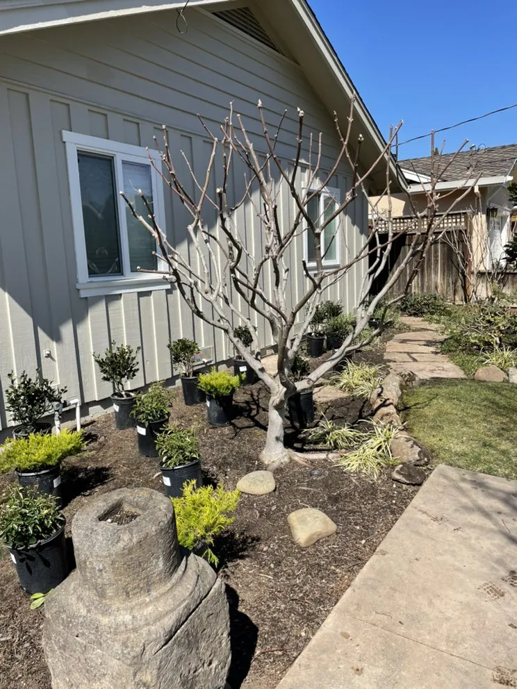 Top-rated lawn care service in Walnut Creek, CA - CD GreenWorks