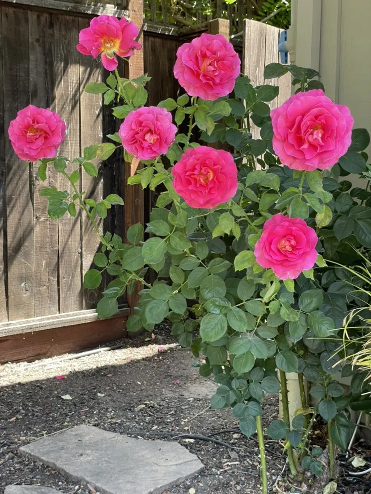 Top-rated landscaping services in Walnut Creek, CA - CD GreenWorks