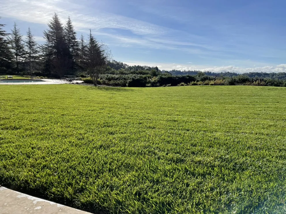 Reliable lawn care service for homes across Walnut Creek, CA - CD GreenWorks
