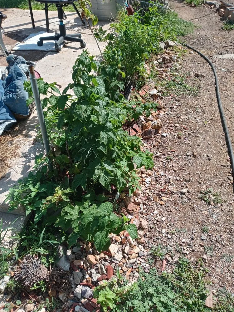 Professional residential landscaping with custom design across Bisbee, AZ - CD landscaping