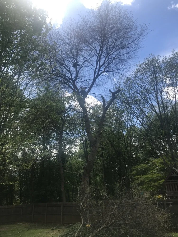 Professional lawn mowing service for beautiful yards in Piedmont, SC by C&D Lawncare & Tree Service