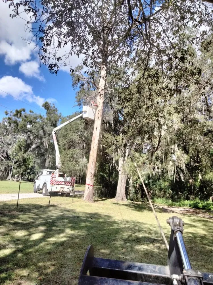 Professional landscape design experts serving Earleton, FL - Cdat Lawn Maintenance and Clean Up
