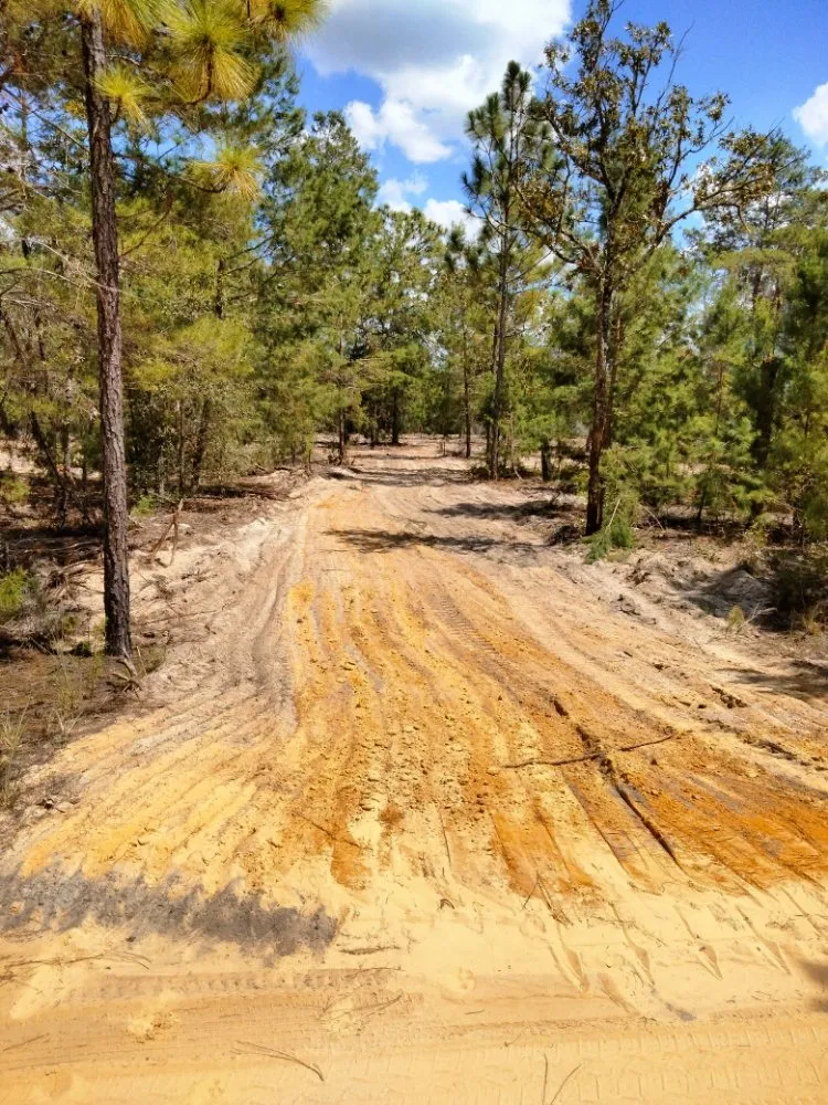 Affordable yard cleanup service in Earleton, FL - Cdat Lawn Maintenance and Clean Up