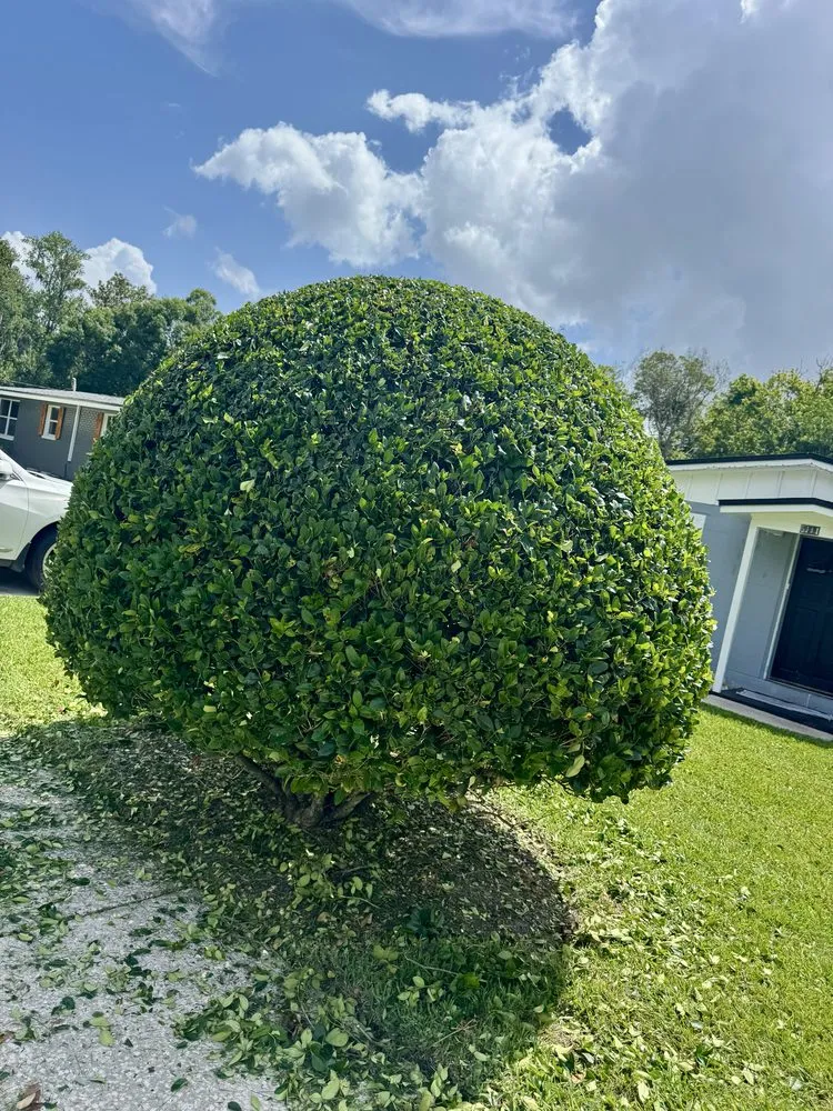 Affordable landscaping services for beautiful yards in Jacksonville, FL by CDC Landscaping And More