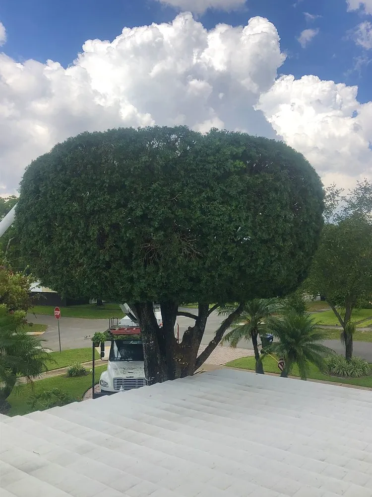 Professional yard cleanup service in Hialeah, FL by CDM Landscaping