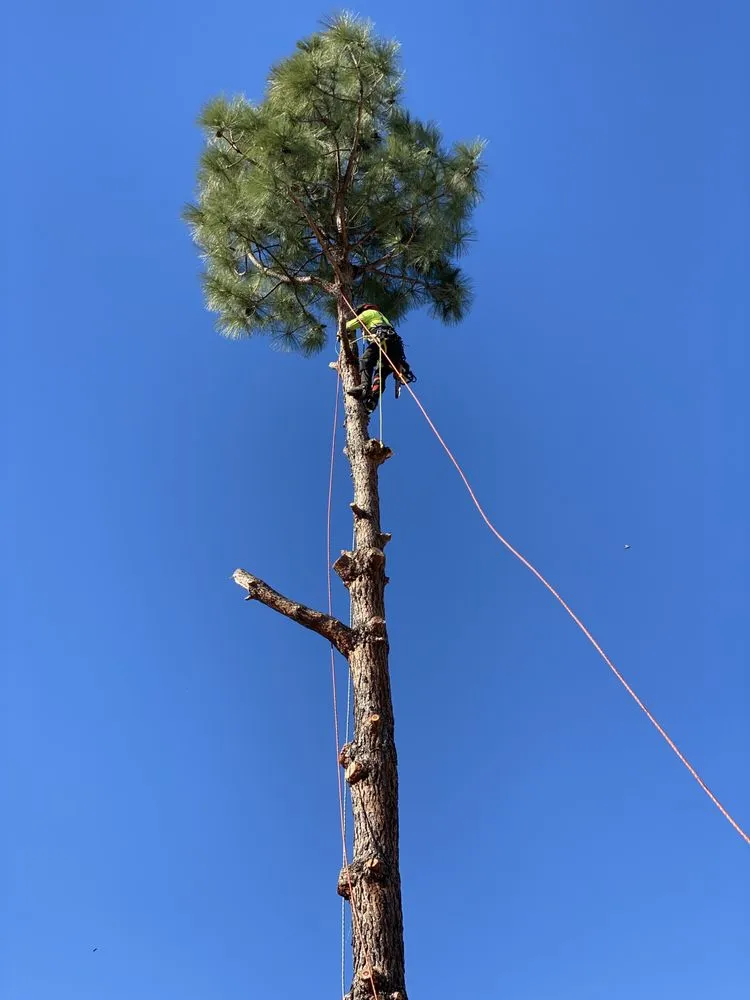 Expert residential landscaping in Menifee, CA by C&E Landscaping & Tree Service