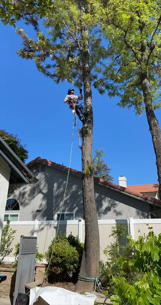 Local landscape design experts serving Menifee, CA - C&E Landscaping & Tree Service