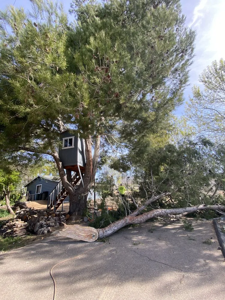 Custom yard cleanup service in Menifee, CA - C&E Landscaping & Tree Service