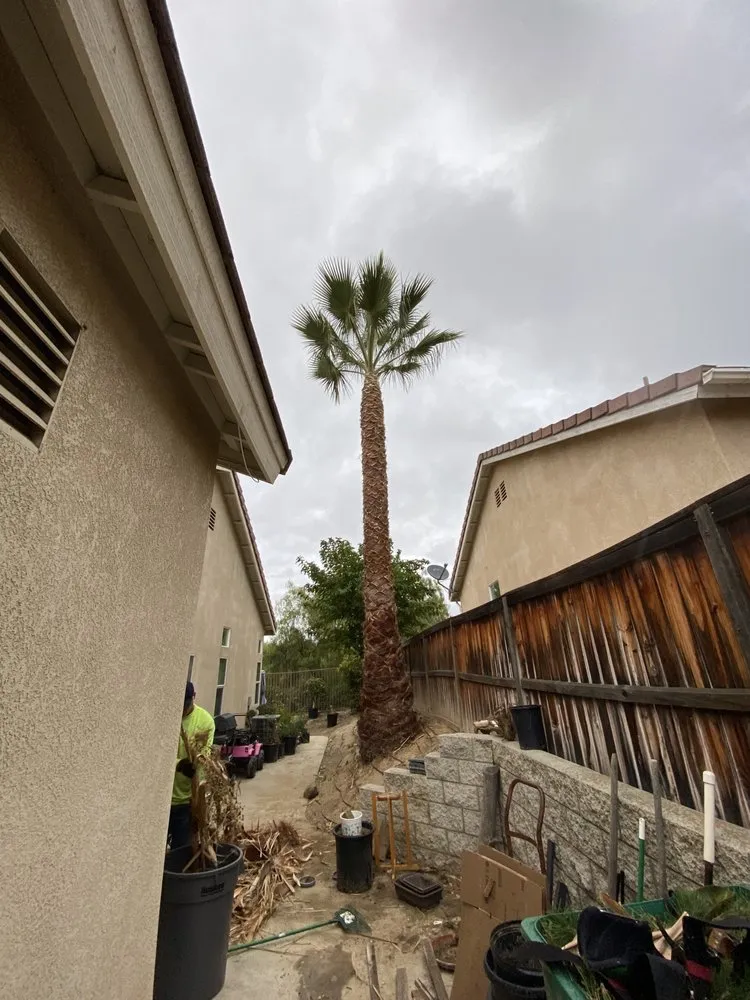 Top-rated yard maintenance in Menifee, CA by C&E Landscaping & Tree Service