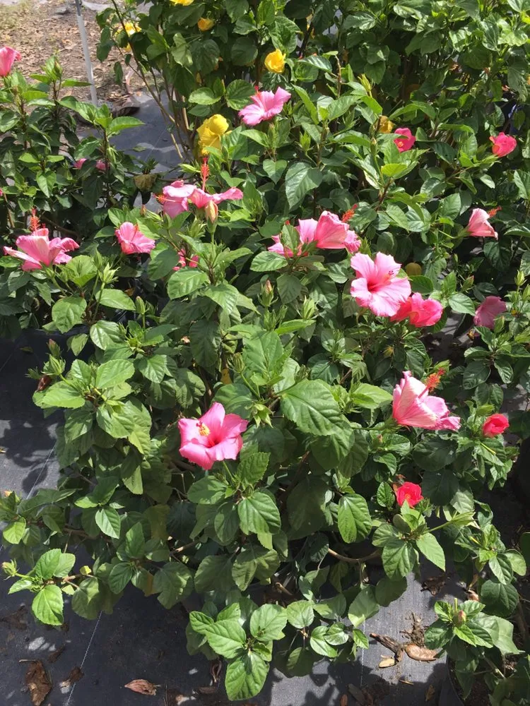 Reliable landscape installation experts serving Jacksonville, FL - C&E Landscaping