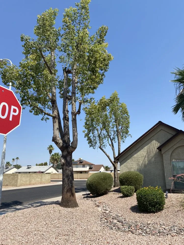 Trusted landscape design experts serving Mesa, AZ - C&E Landscaping