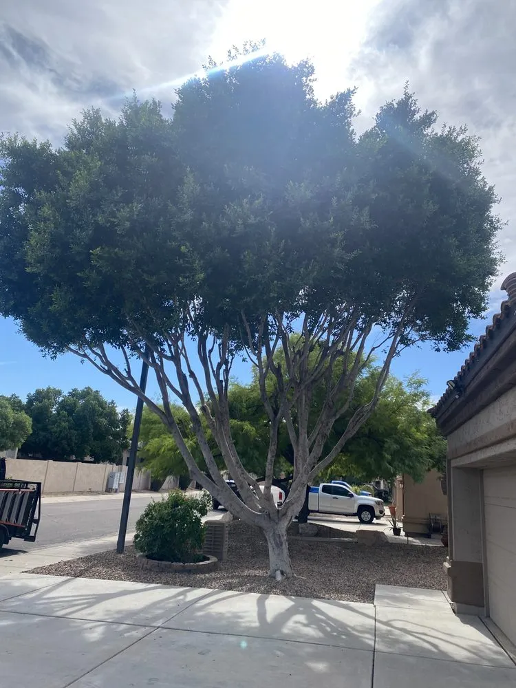 Expert yard cleanup service for homes across Mesa, AZ - C&E Landscaping