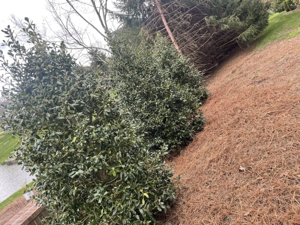 Top-rated yard cleanup service with custom design in Nashville, TN by C&E Landscaping