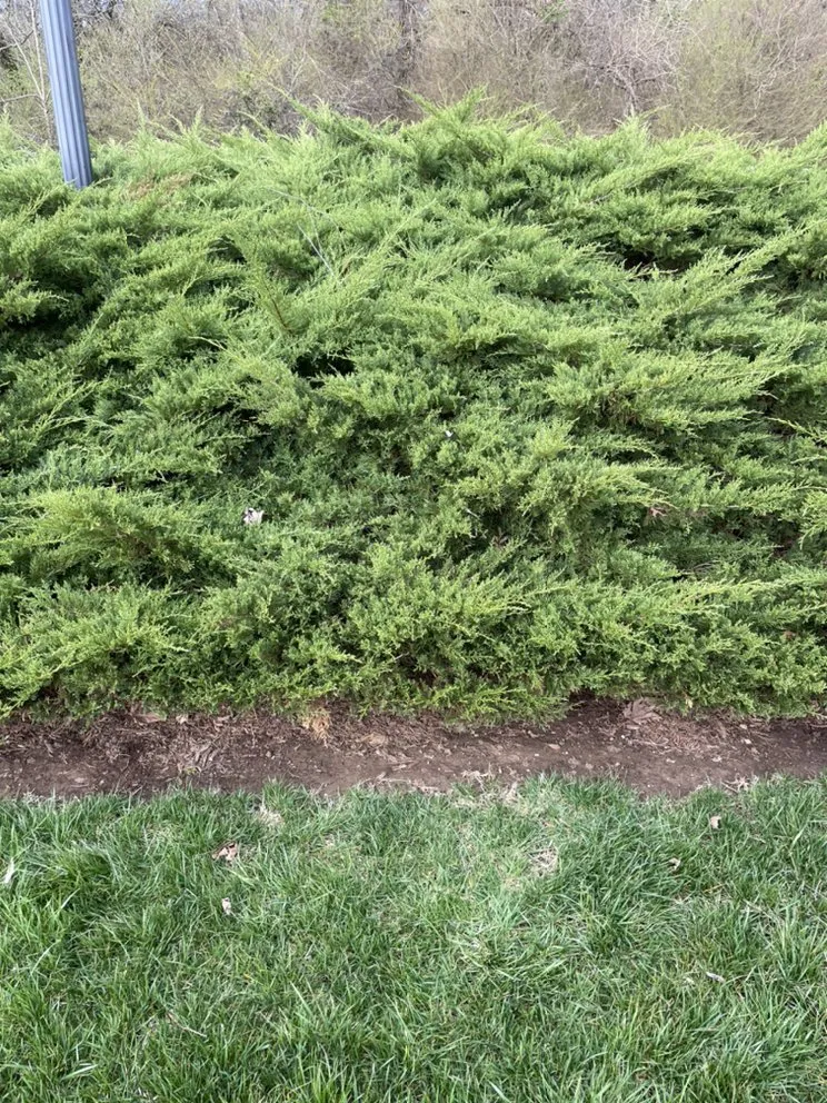 Expert landscaping services for year-round maintenance in Nashville, TN by C&E Landscaping