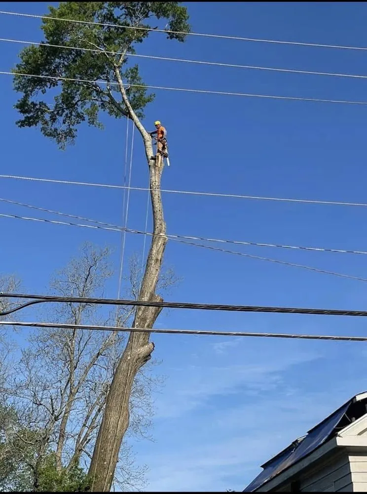 Expert yard cleanup service experts serving LaGrange, GA - C&E Tree Service