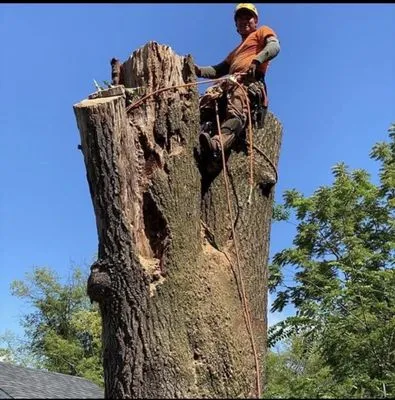 C&E Tree Service