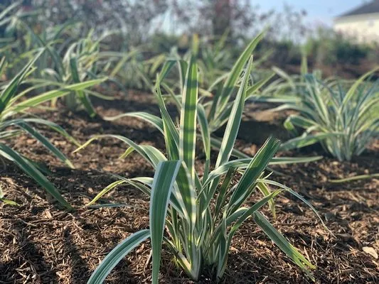 CEA Landscaping And Maintenance Logo